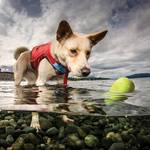 Kurgo Skipping Stones - Floating Dog Fetch Toy