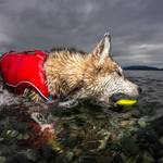 Kurgo Skipping Stones - Floating Dog Fetch Toy