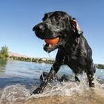 Kurgo Skipping Stones - Floating Dog Fetch Toy
