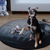 Laser Collar Pet Toy