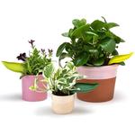Leaflow - Leaf-Shaped Plant Watering Funnels