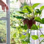 Leaflow - Leaf-Shaped Plant Watering Funnels