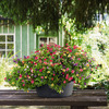 Lechuza Cascada - Stackable Self-Watering Planters