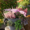 Lechuza Cascada - Stackable Self-Watering Planters