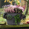 Lechuza Cascada - Stackable Self-Watering Planters