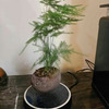Levitating Air Bonsai Pot