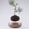 Levitating Air Bonsai Pot
