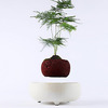Levitating Air Bonsai Pot