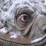 Life-Size Tauntaun Bust - Wall-Mounted Trophy Head