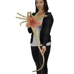 Life-Sized ALIEN Facehugger Prop Replica
