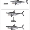 Life-Sized Great White Shark Statue - 12' Long!