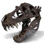 Life-Sized Tyrannosaurus Rex Skull Replica