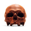 Lifesize Anatomically Correct 100% Chocolate Human Skulls