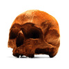 Lifesize Anatomically Correct 100% Chocolate Human Skulls