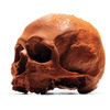 Lifesize Anatomically Correct 100% Chocolate Human Skulls
