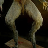 Lifesize Howling Werewolf Statue
