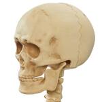 Lifesize Posable Skeletons Carrying a Coffin / Beverage Tub