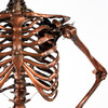 Lifesize Skeleton Floor Lamps