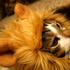 Lion's Mane Cat Hat