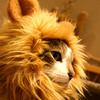 Lion's Mane Cat Hat