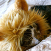 Lion's Mane Cat Hat