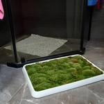 Live Green Moss Bath Mat