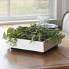Living Art Green Wall / Tabletop Planter