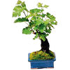 Living Grapevine Bonsai With Edible Grapes