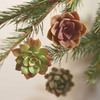 Living Succulent Ornaments
