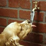 Lixit - Automatic Faucet Waterer for Dogs