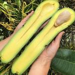 Long Neck Avocados