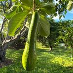 Long Neck Avocados