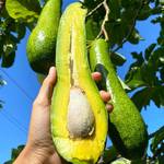 Long Neck Avocados
