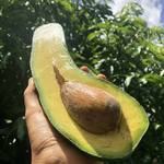 Long Neck Avocados