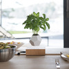 Lyfe Zero-Gravity Planter - Levitates Plants in Mid-Air
