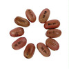 Magic Beans That Sprout With Secret Messages!
