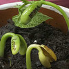 Magic Wish Beans - Sprouts Reveal Secret Messages