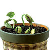 Magic Wish Beans - Sprouts Reveal Secret Messages