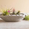 Magical Air Plant Garden