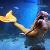 Mahina Mermaid MerFin