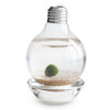 Marimo Moss Ball Light Bulb Terrarium