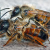 Mason Bee House - Attract Nature's Best Non-Stinging Pollinators To Your Garden
