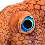 Massive 5-Ft Octopus Plushie