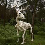 Massive 7.9-Ft Tall Buck Skeleton