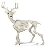 Massive 7.9-Ft Tall Buck Skeleton