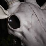 Massive 7.9-Ft Tall Buck Skeleton