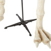 Massive 9 Foot Tyrannosaurus Rex Skeleton Statue