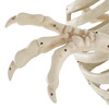 Massive 9 Foot Tyrannosaurus Rex Skeleton Statue