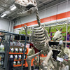 Massive 9 Foot Tyrannosaurus Rex Skeleton Statue
