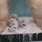 Massive Abominable Snowman / Yeti Statue - Stands 9 Feet Tall!